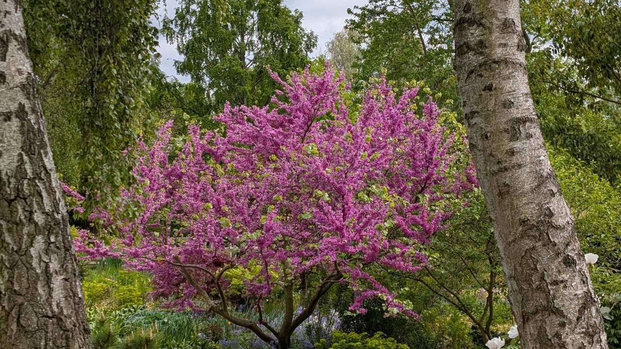 No Rain! | Perennial