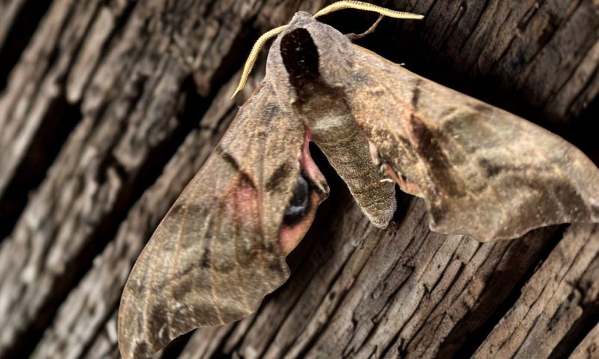Celebrating moths with Peter Lack | Perennial