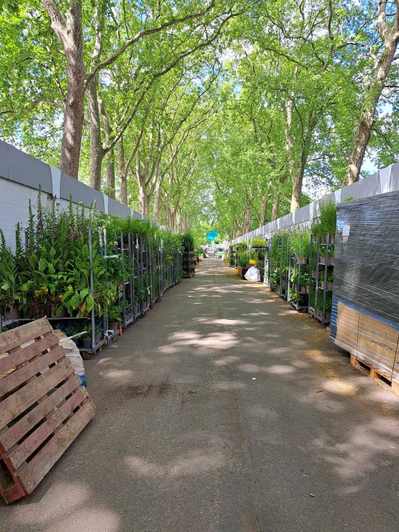 Perennial works closely with The RHS to support exhibitors during RHS ...
