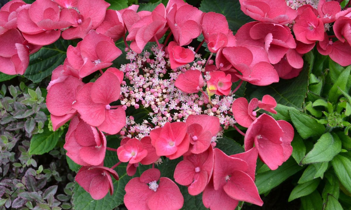 Buy a plant and support a life: Plants for Perennial continues to grow ...